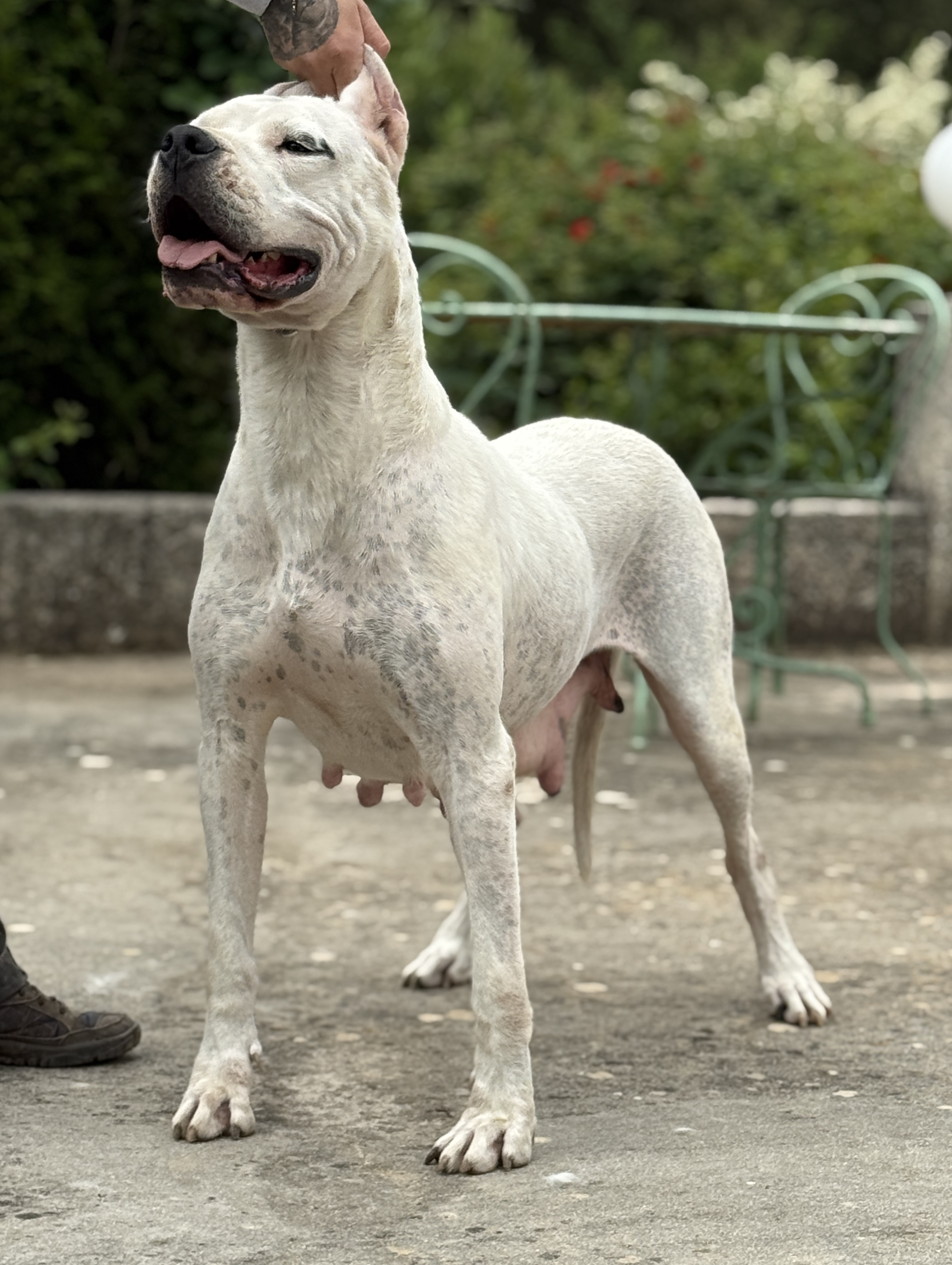 Tulipan di casa Nardini, Dogue Argentin Di Casa Nardini