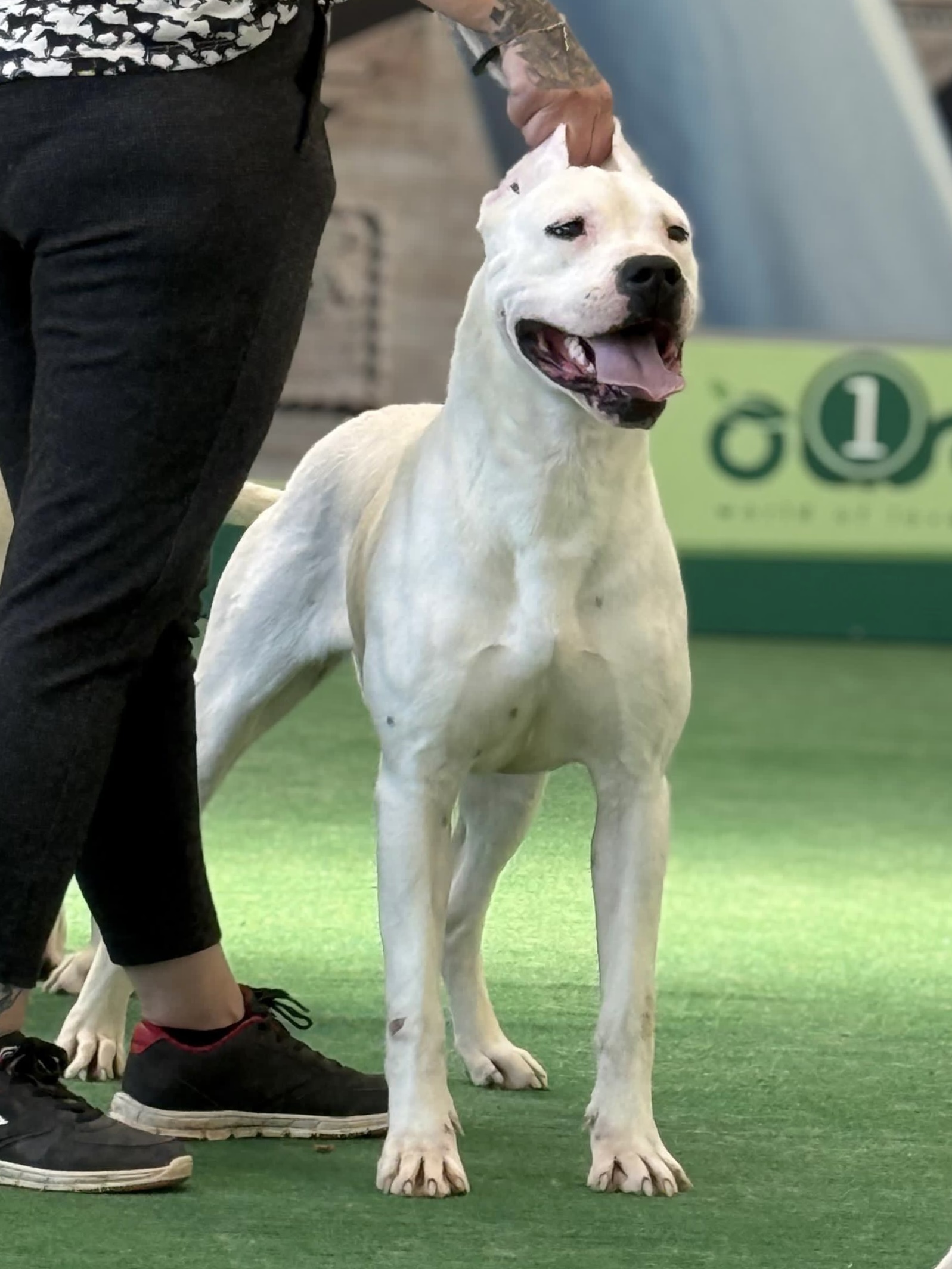 Valentina di casa Nardini, Dogue Argentin Di Casa Nardini