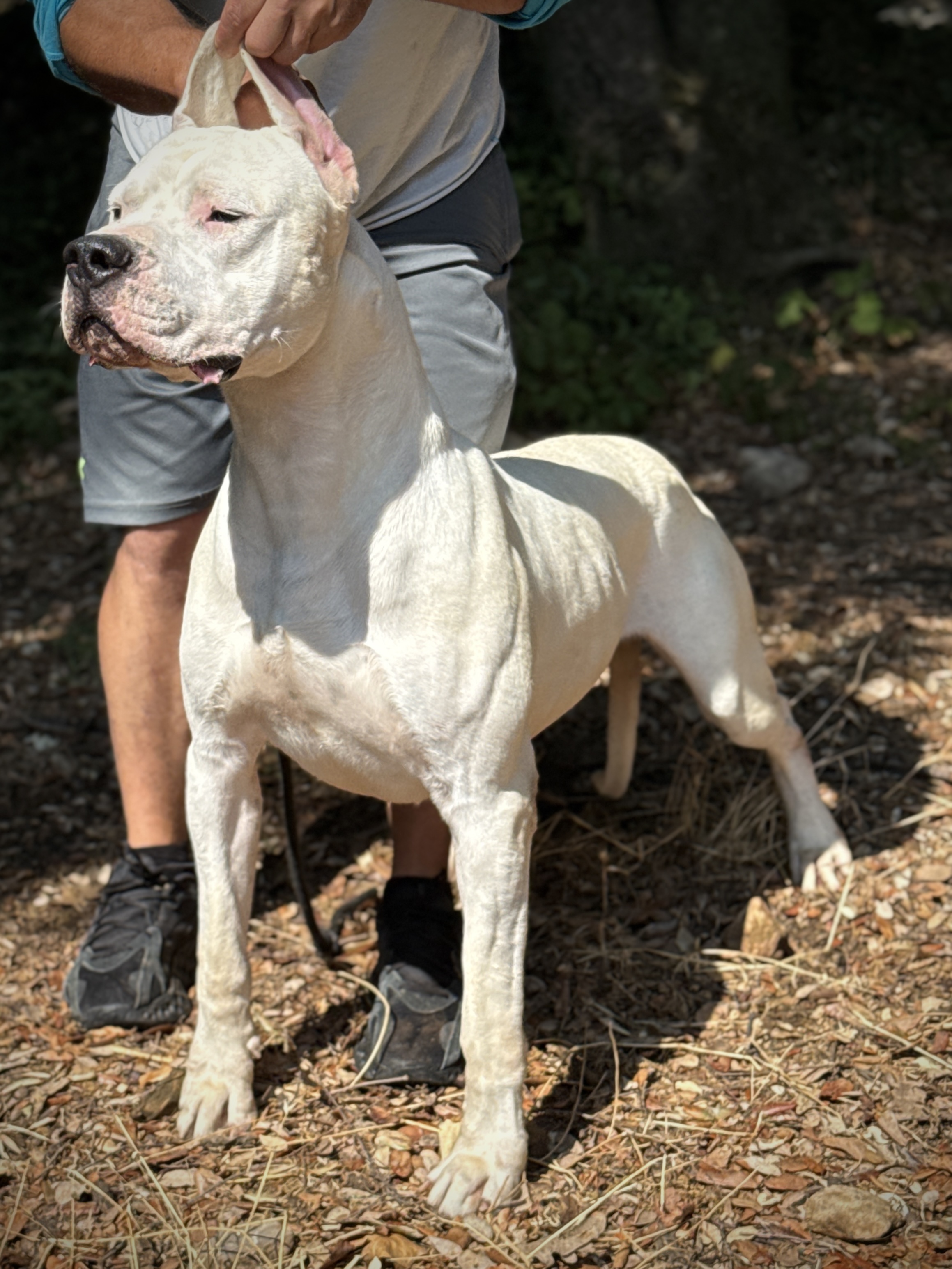 Astor di casa Nardini, Dogue Argentin Di Casa Nardini