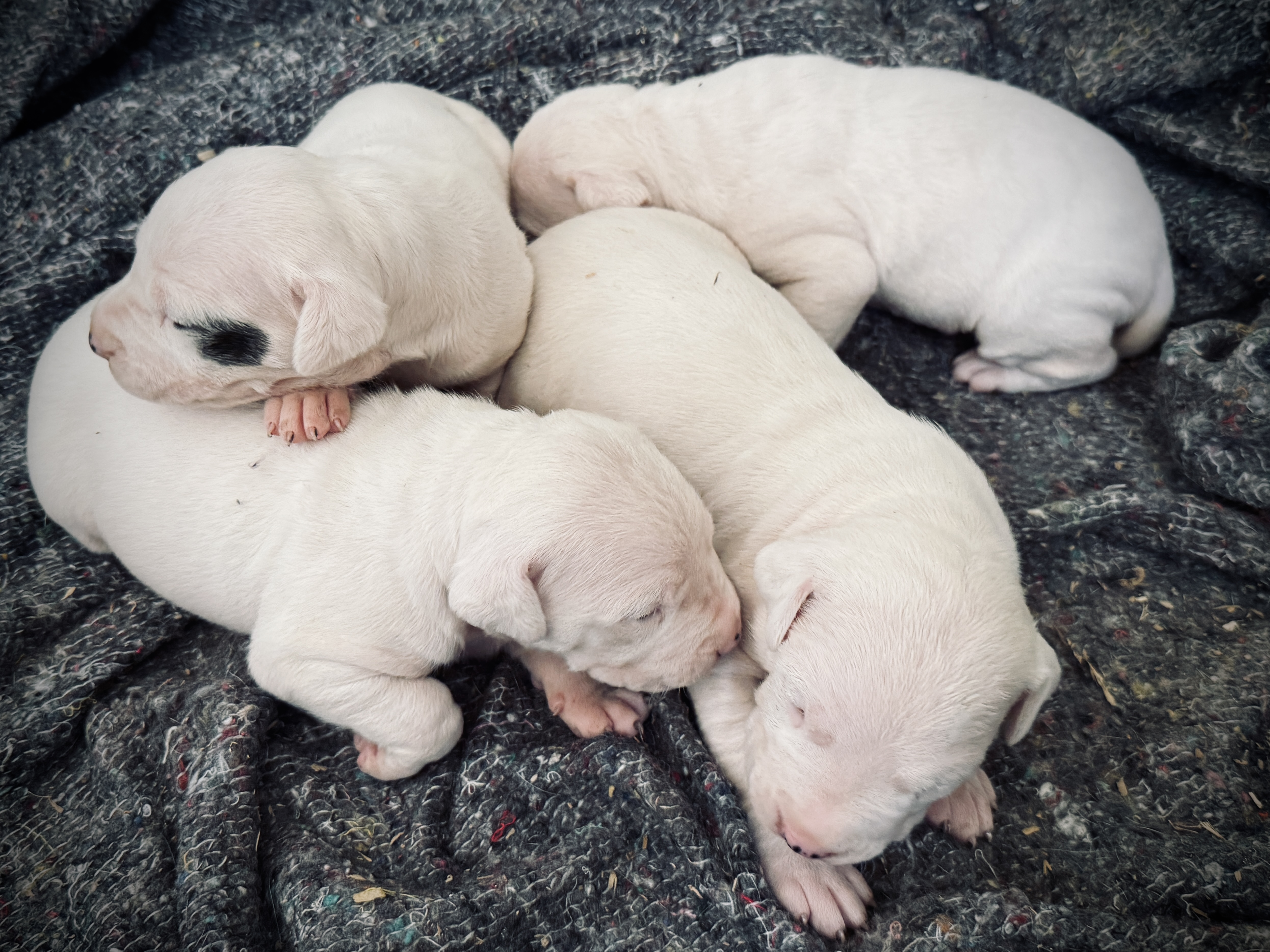 Chiots Dogues Argentins