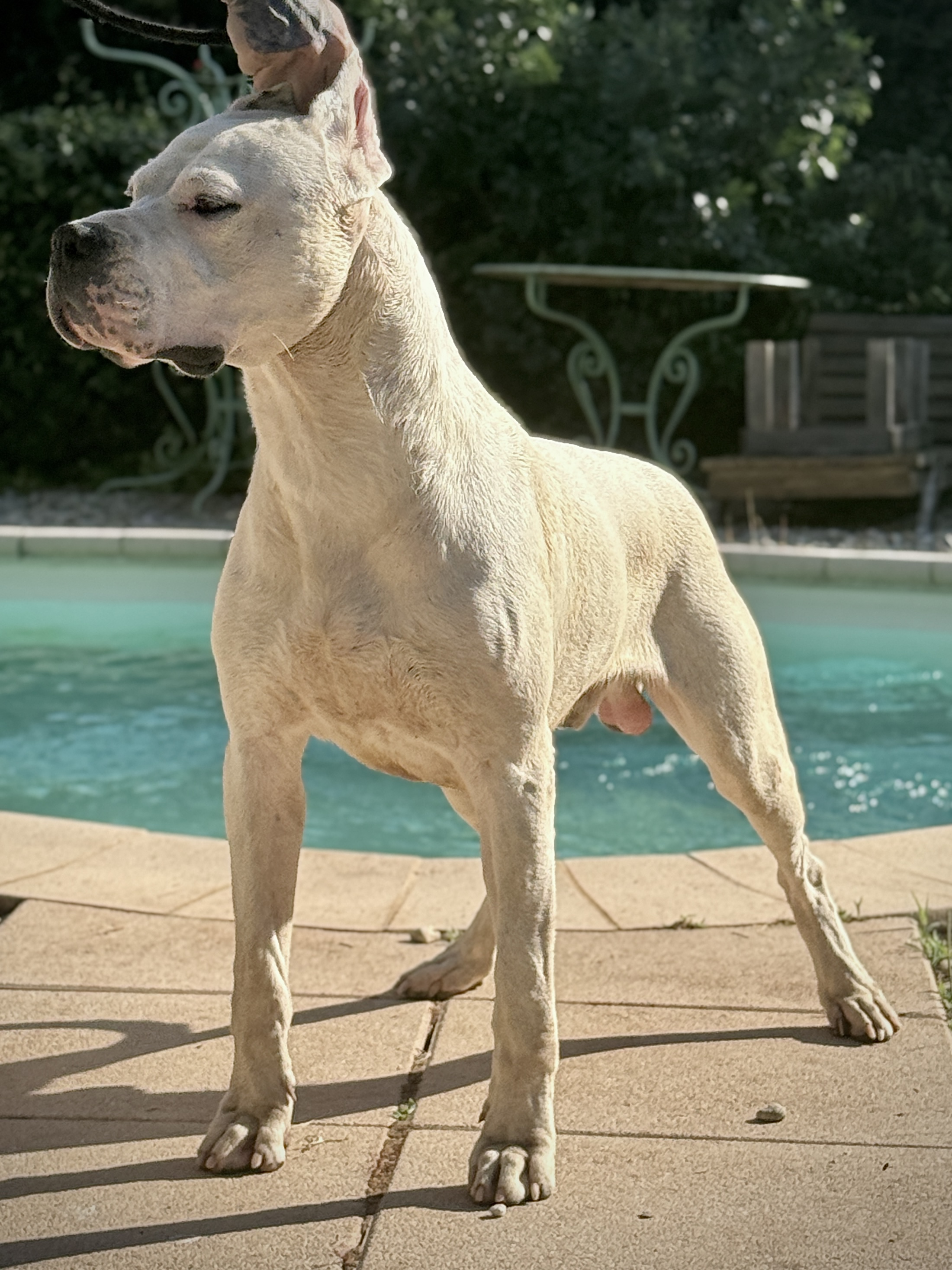 Azulejo di casa Nardini, Dogue Argentin Di Casa Nardini