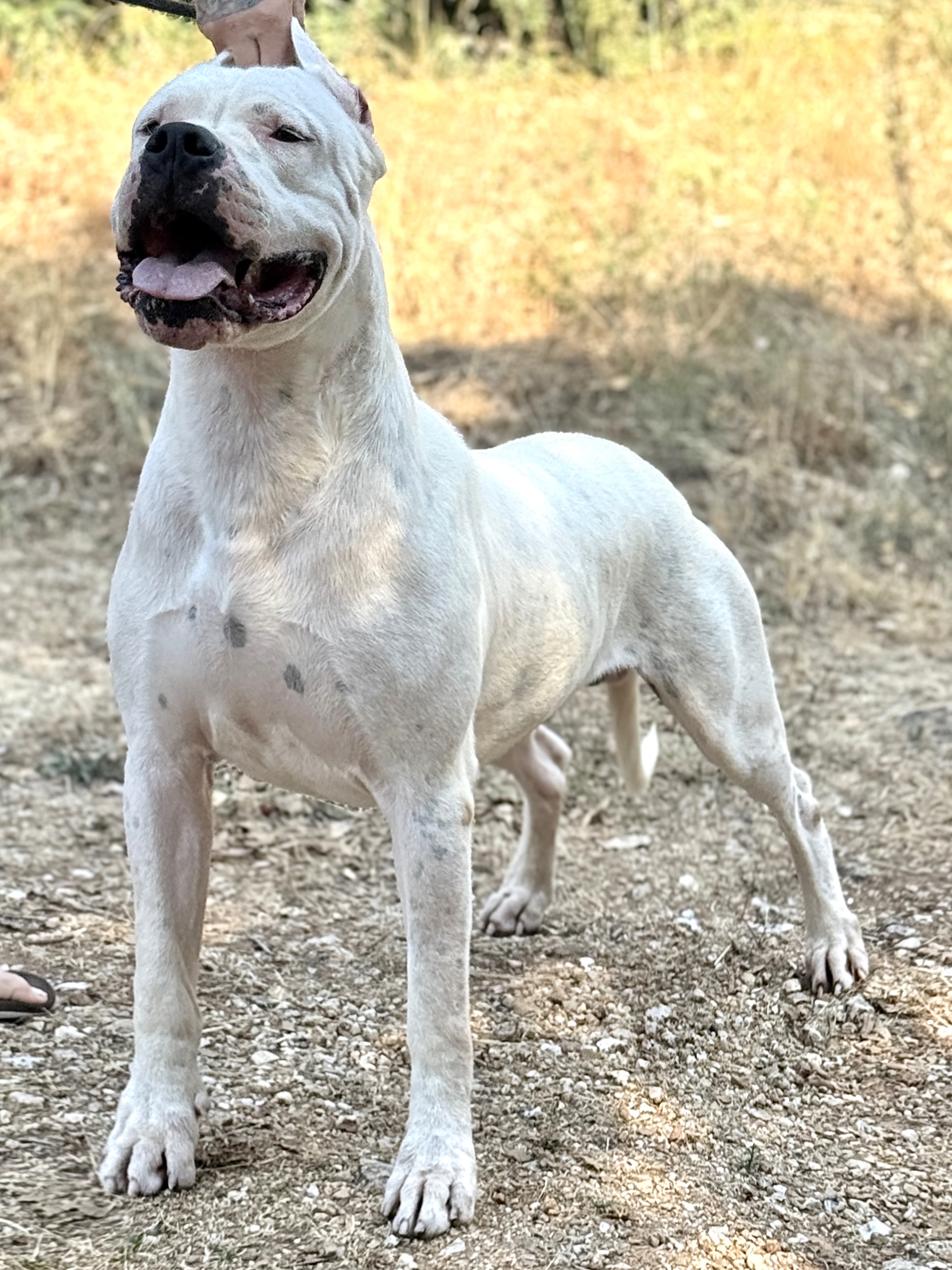 Antonio di casa Nardini, Dogue Argentin Di Casa Nardini
