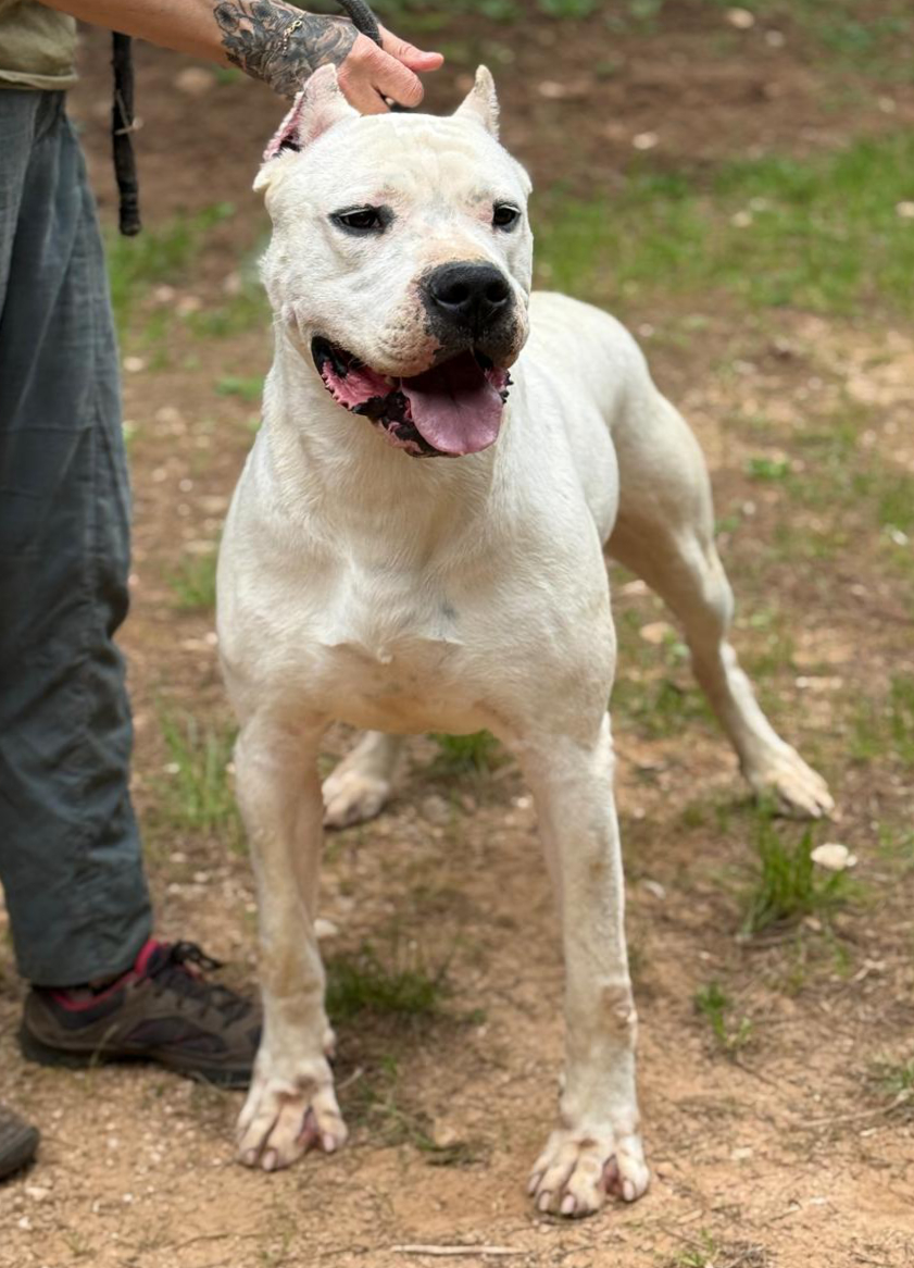 V Znameni Zlnka Firenze, Dogue Argentin Di Casa Nardini