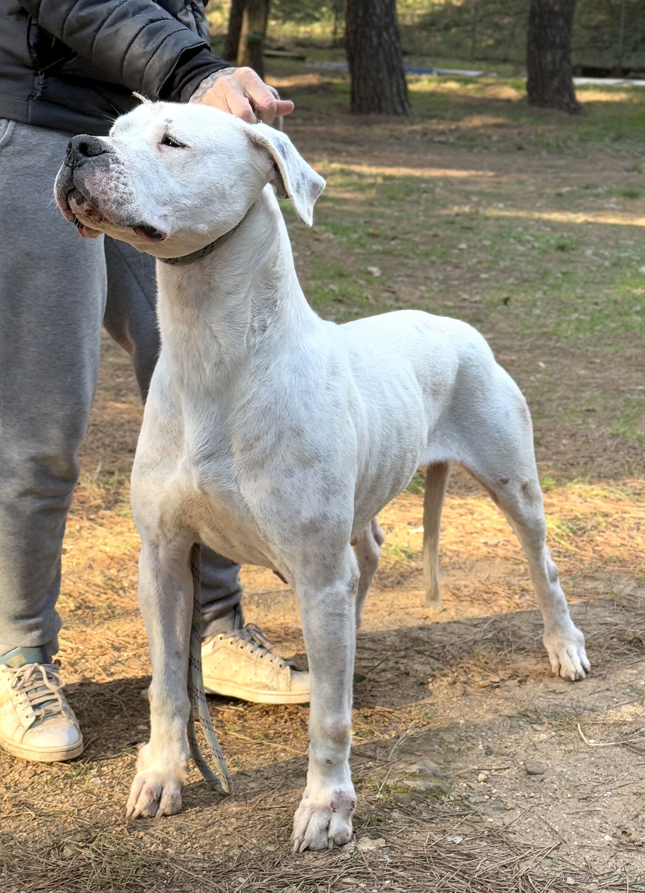 Kingsofvikings O-Discordia, Dogue Argentin Di Casa Nardini