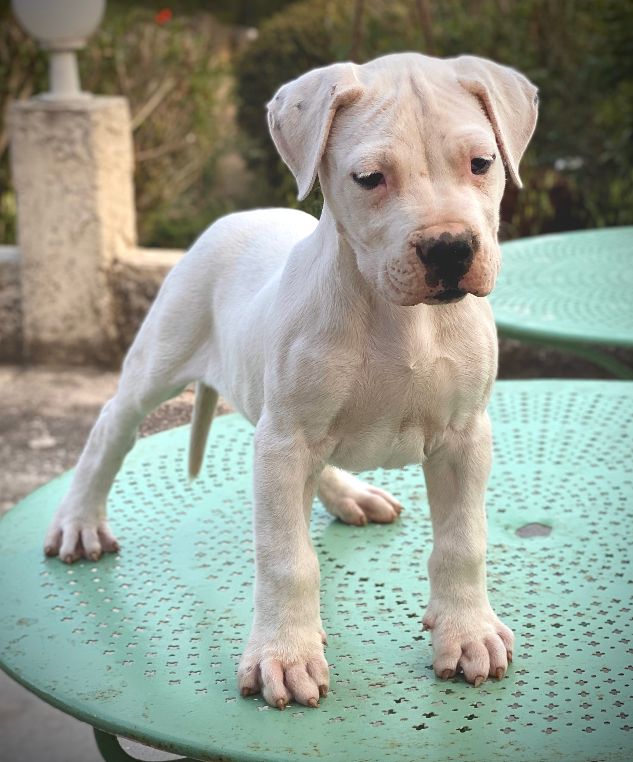 Chiots Dogues Argentins Di Casa Nardini