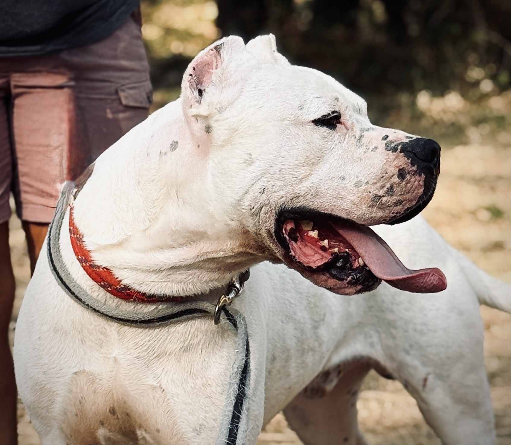 Chiots Dogues Argentins