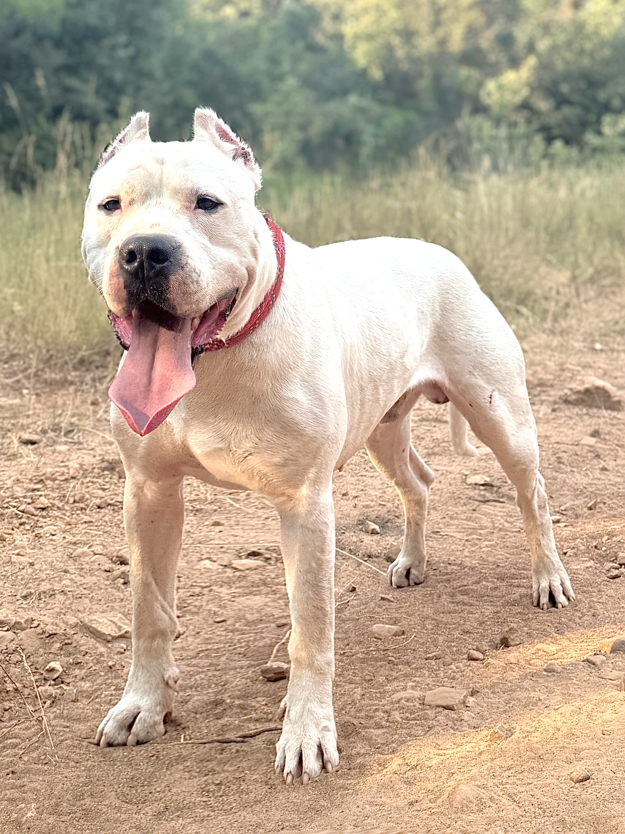 Sako de Vianini