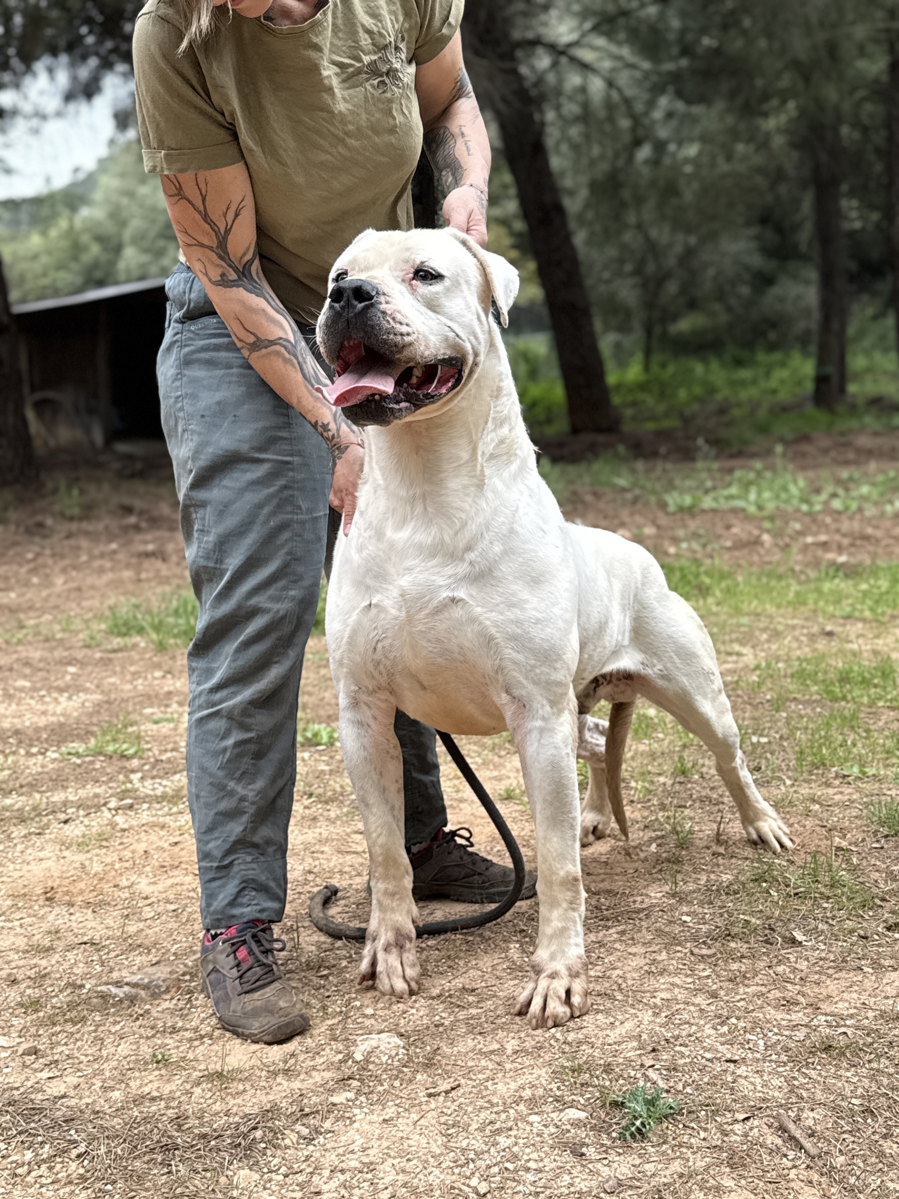 Sambuco de Vianini