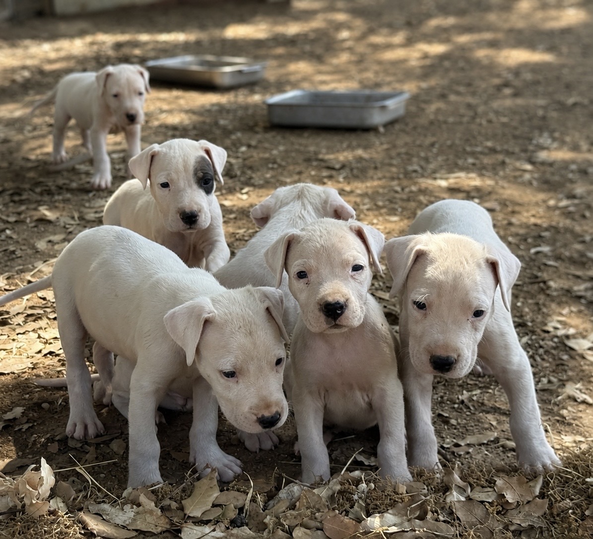 Chiots Dogues Argentins