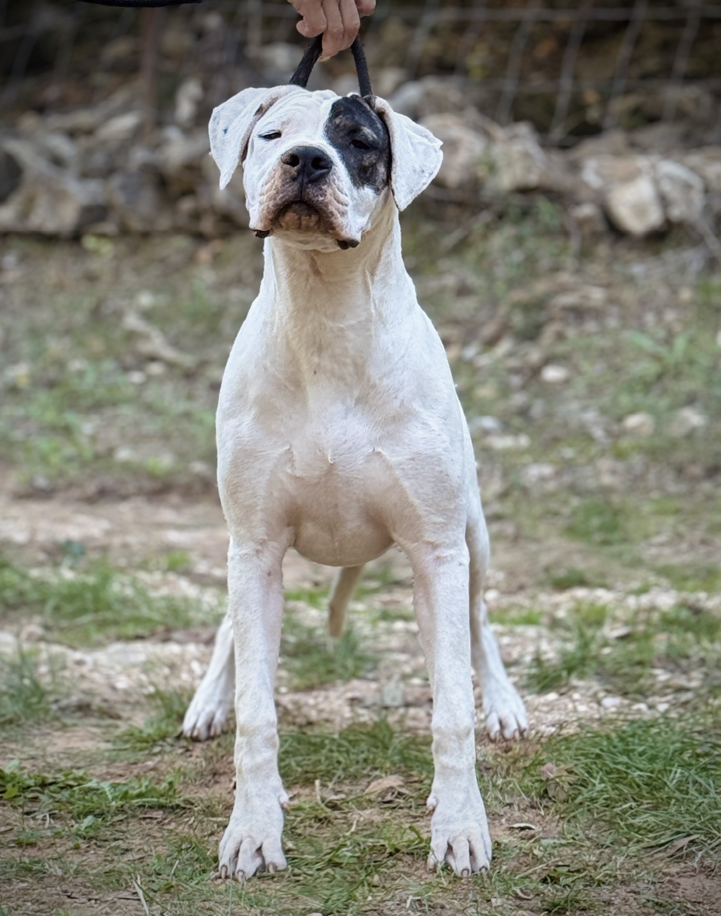 Achala di casa Nardini, Dogue Argentin Di Casa Nardini