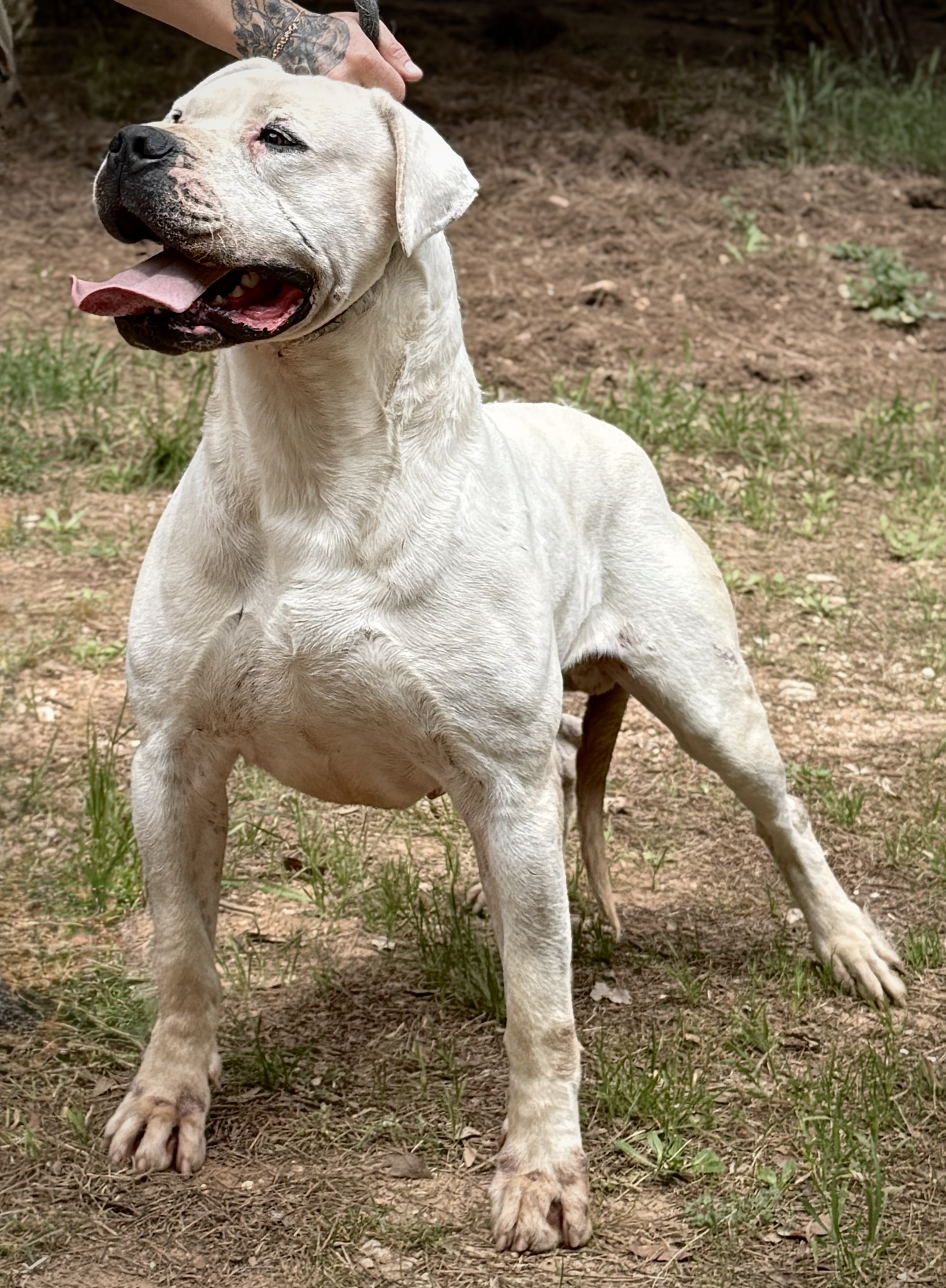 Sambuco de Vianini, Dogue Argentin Di Casa Nardini