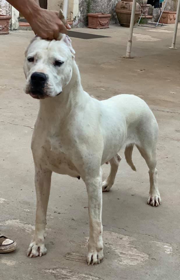 Olga di casa Nardini, Dogue Argentin Di Casa Nardini