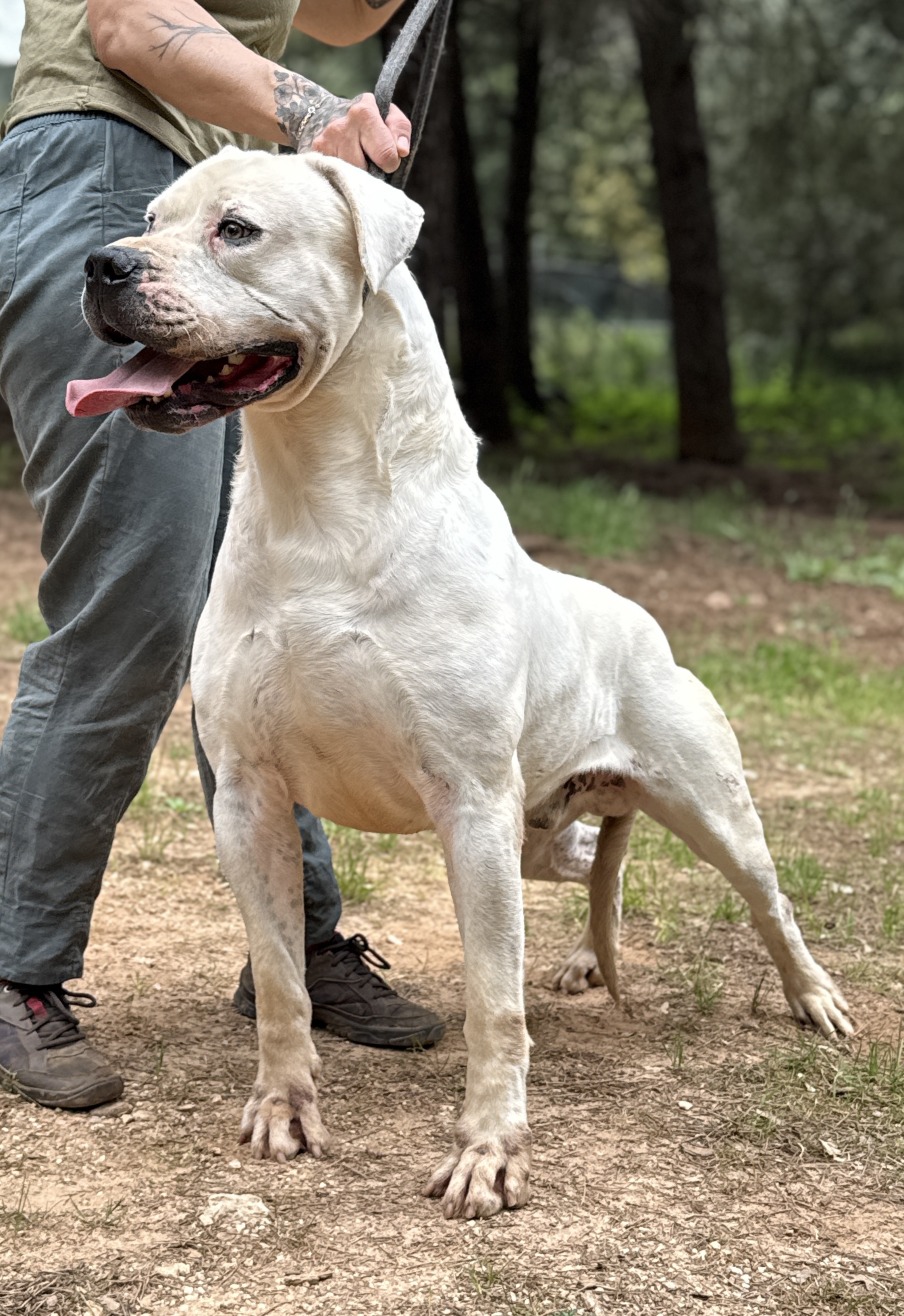 Sambuco de Vianini