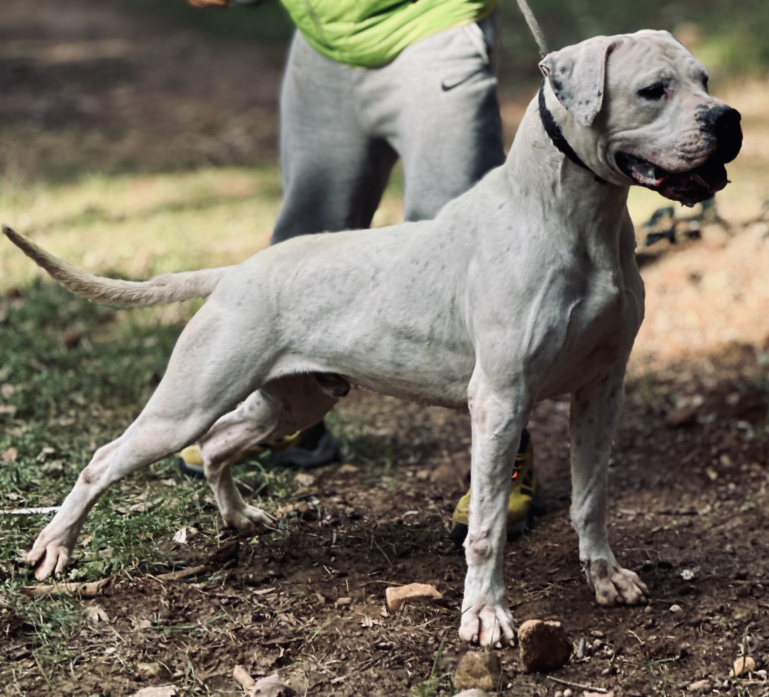 Tiago di casa Nardini, Dogue Argentin Di Casa Nardini