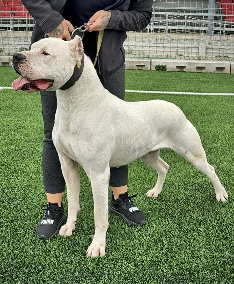 Chiots Dogues Argentins